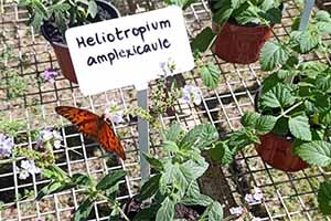 jornada inta mariposa