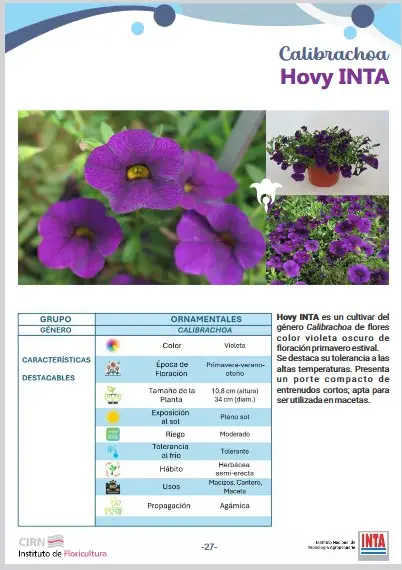 Calibrachoa Hovy INTA