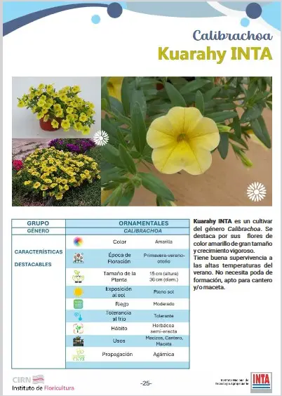 Calibrachoa Kuarahy INTA
