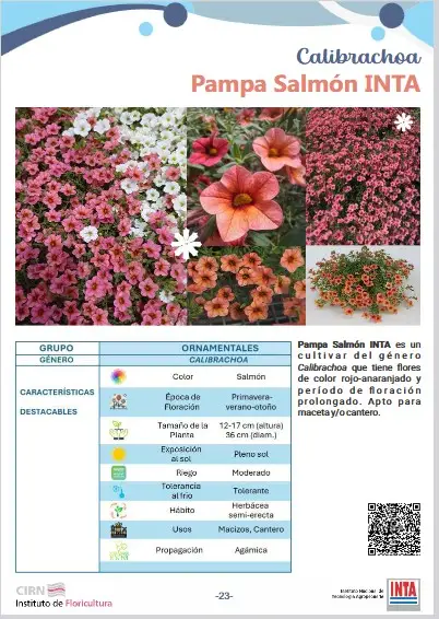 Calibrachoa Pampa Salmon INTA