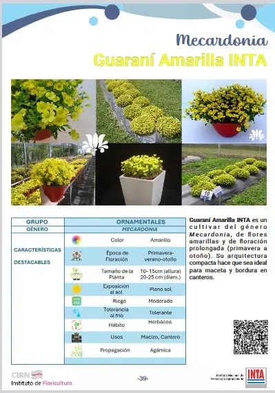 Mecardonia Guarani amarilla INTA