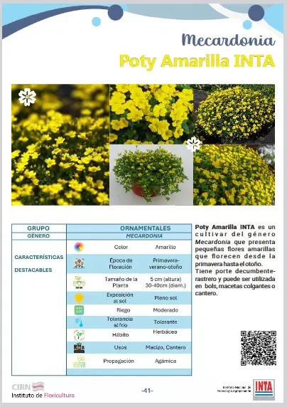 Mecardonia Poty amarilla INTA