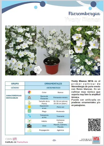 Nierembergia Ivoty blanca