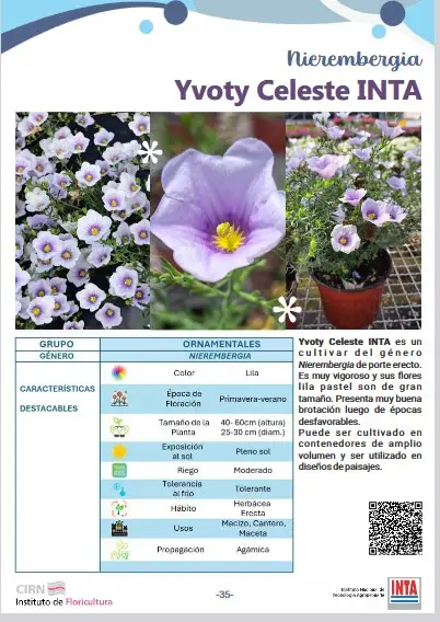 Nierembergia Ivoty celeste INTA
