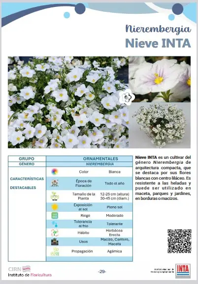 Nierembergia Nieve INTA