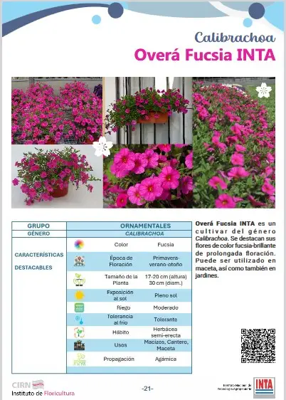 Calibrachoa Overa Fucsia INTA