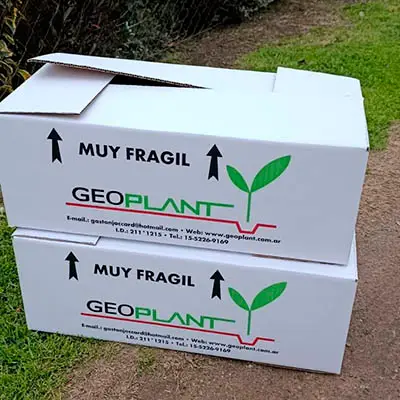 Primeros plugs de Geoplant