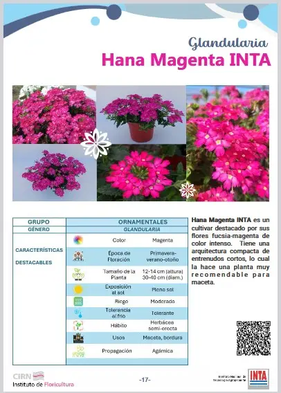 Glandularia Hana Magenta INTA