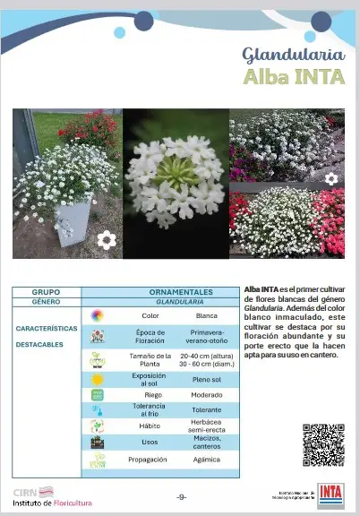 Glandularia Alba INTA