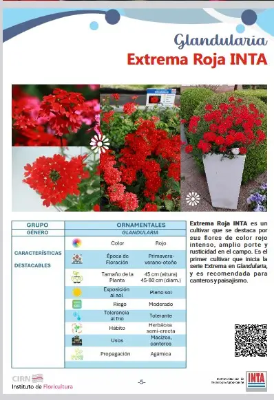 Glandularia Extrema Roja INTA