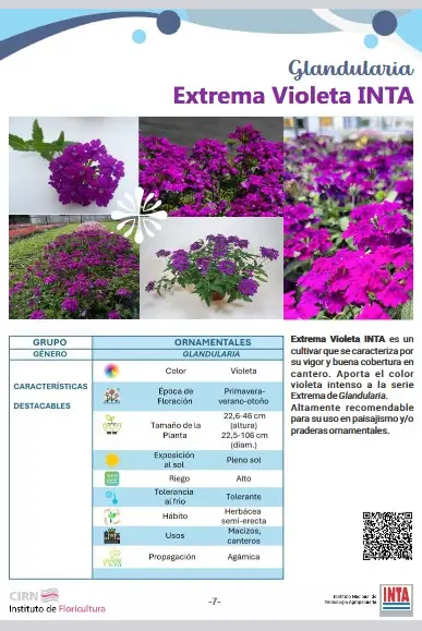 Glandularia Extrema Violeta INTA