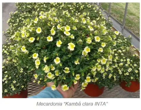 Mecardonia Kamba Clara