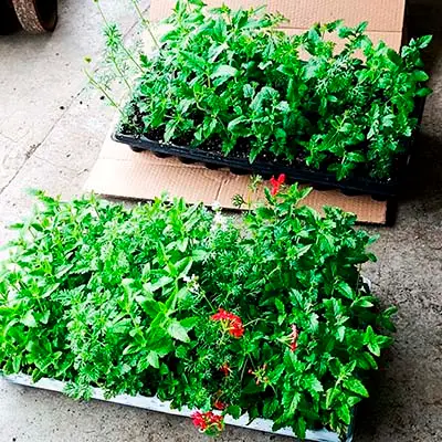 Hermosas glandularias!!!